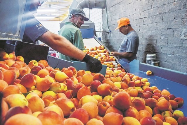 Pelotas poderá gerar cerca de sete mil empregos até o final do ano
