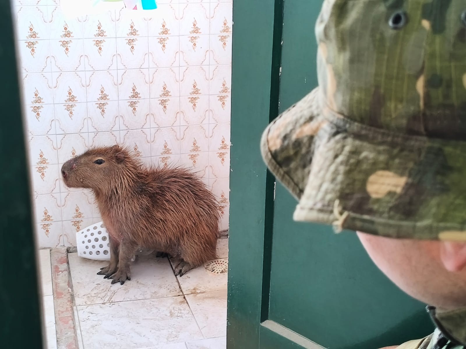 Policiais ambientais resgatam capivara encontrada dentro de residência no Cassino