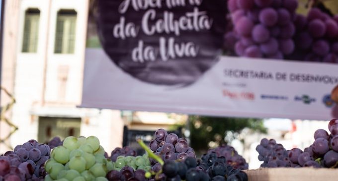 Abertura oficial da colheita da uva em Pelotas é confirmada para 25 de janeiro