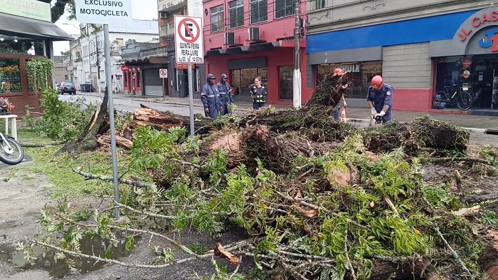 Queda de árvore atinge uma moto e um carro e causa transtornos na Avenida Bento Gonçalves, em Pelotas
