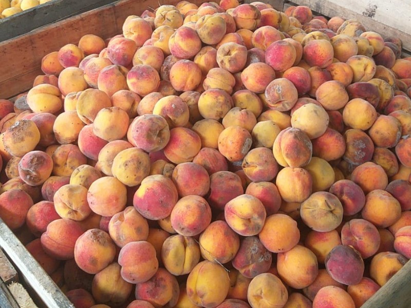 Emater estima perda significativa na safra do pêssego na região