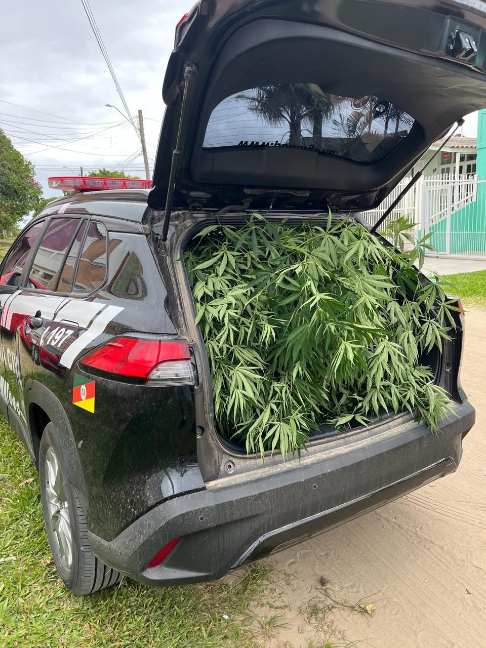 Polícia Civil apreende grande plantação de cannabis na Praia do Cassino