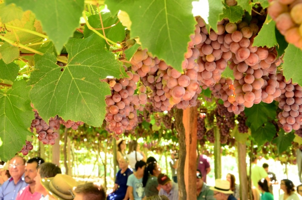 Abertura oficial da Colheita da Uva em Pelotas será no dia 25