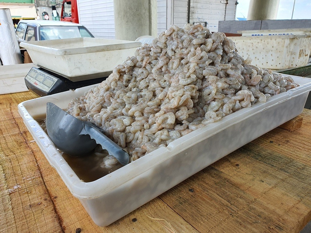 Abertura da safra do camarão acontece no dia 1º de fevereiro, em Rio Grande