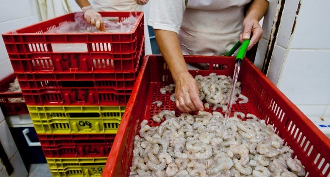 Expectativa de safra baixa do camarão preocupa pescadores de Pelotas