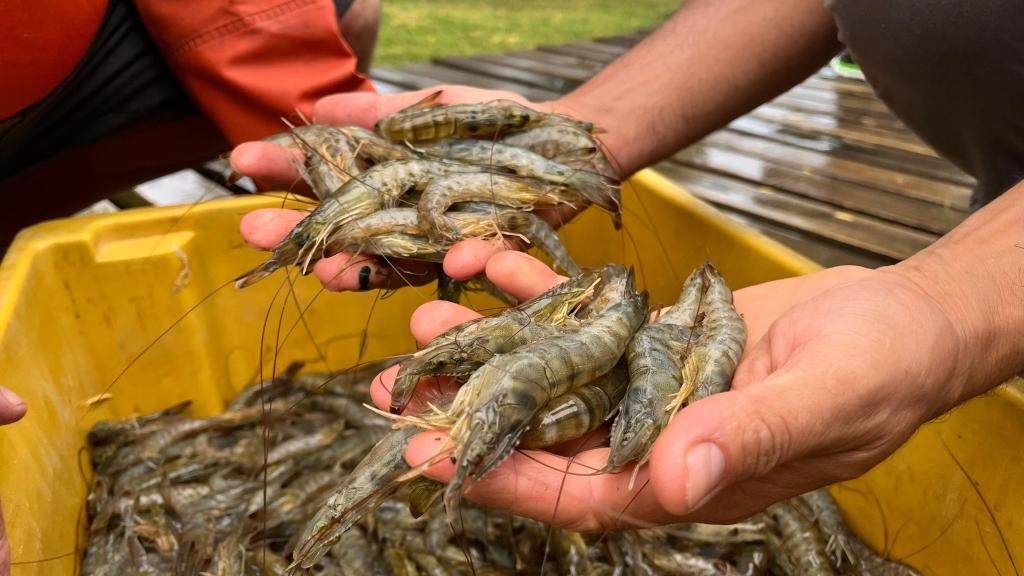 Mesmo sob forte chuva, cerimônia oficial dá início à safra do camarão 2026