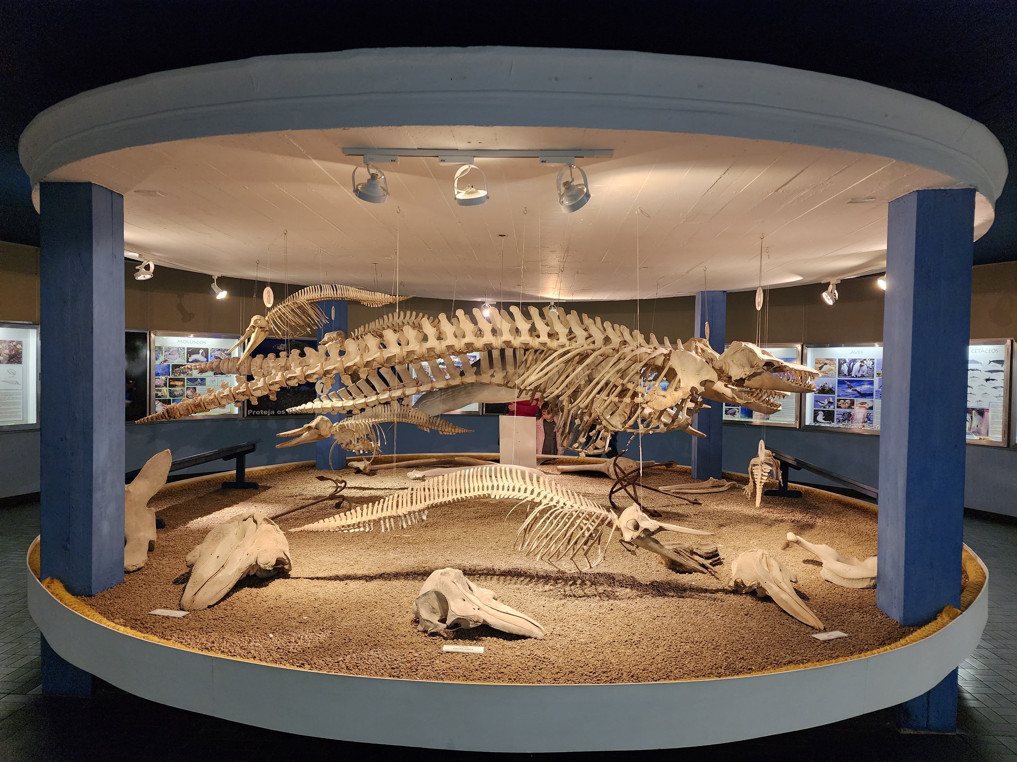 Rio Grande 289 anos: Mais antigo do Brasil, Museu Oceanográfico consolida vocação marítima rio-grandina