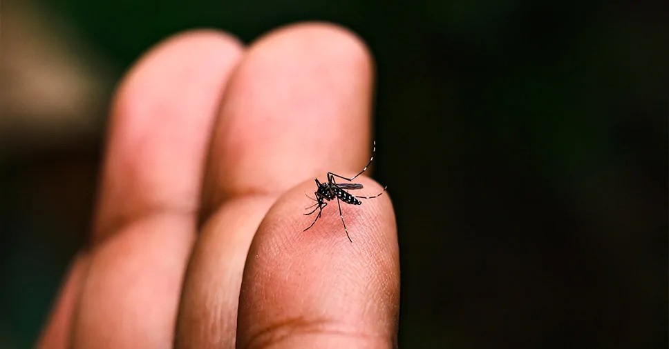 Rio Grande tem crescimento de 30% nos focos do mosquito da dengue em apenas uma semana