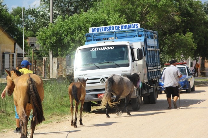 Pelotas cria agenda anual para proteção e adoção de animais de grande porte 