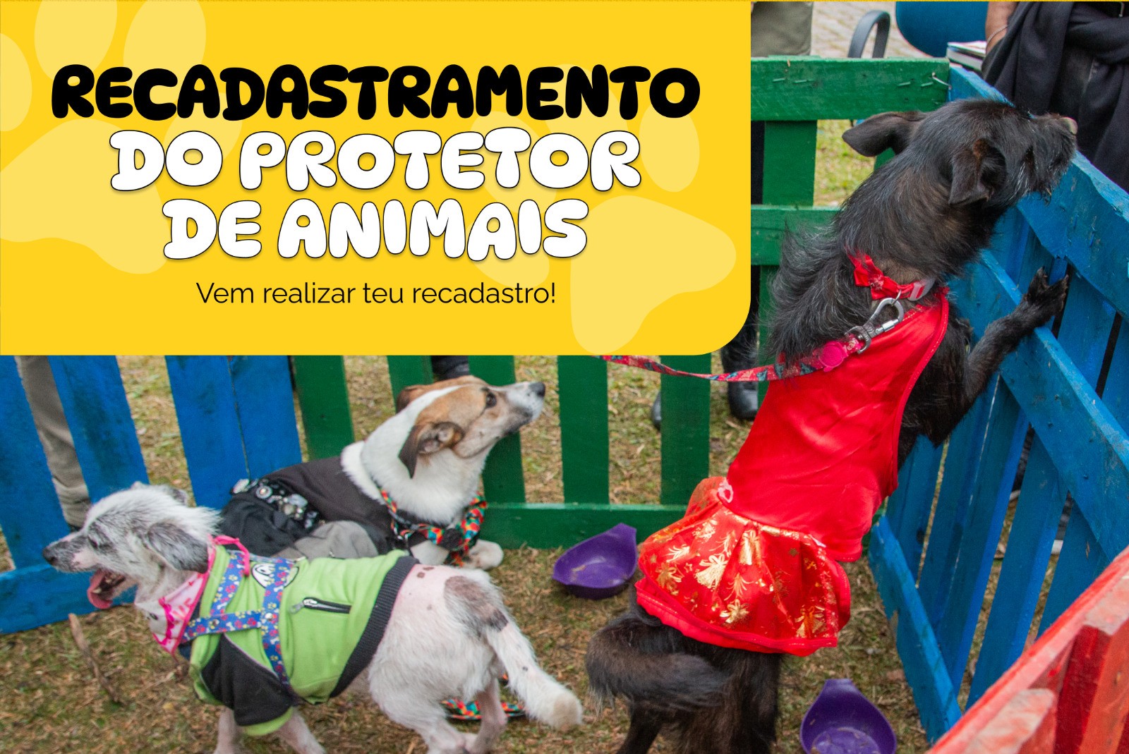 Pelotas fará recadastramento de protetores de animais a partir de 13 de agosto