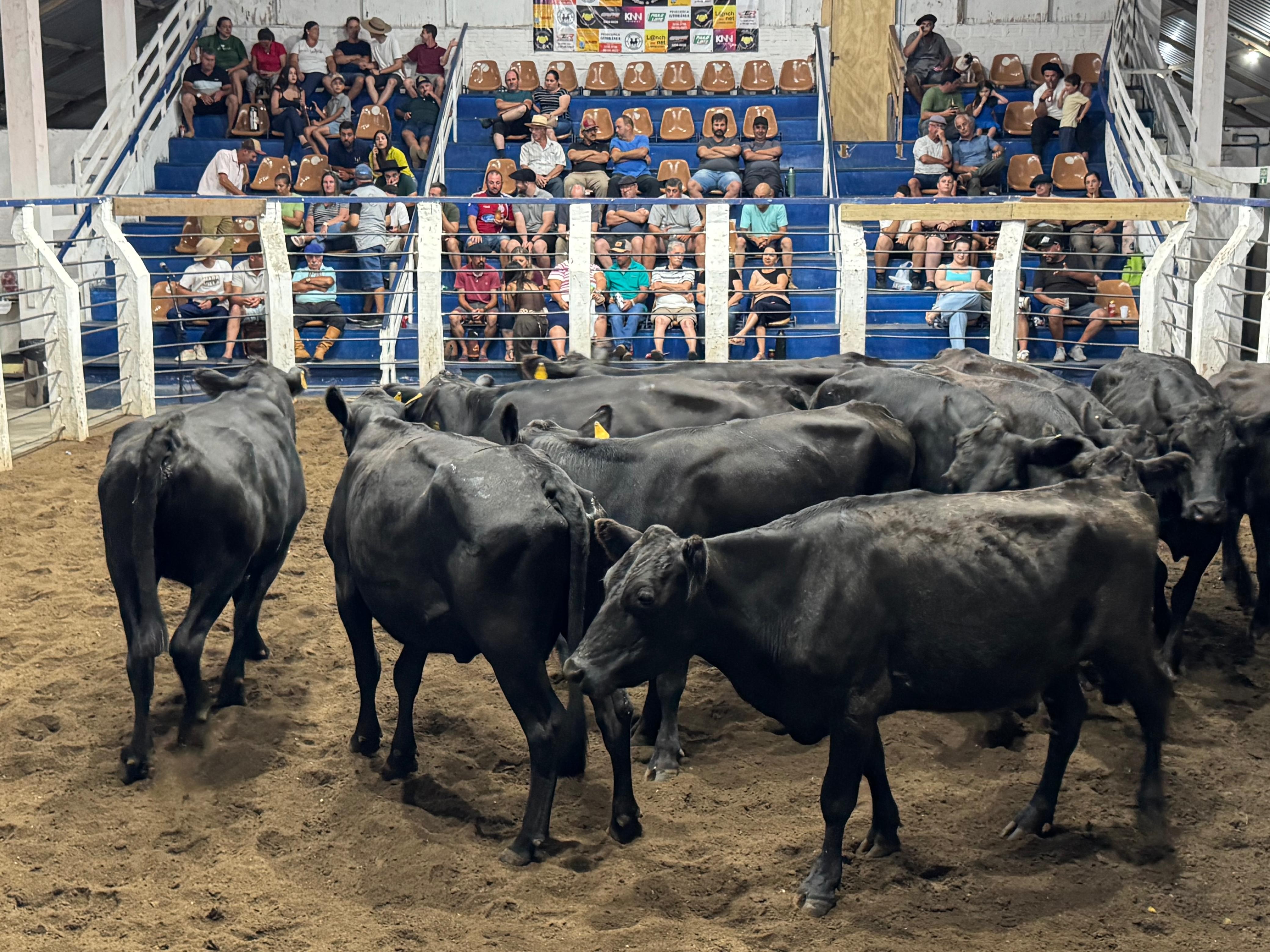 Sindicato Rural do Rio Grande realiza Remate de Gado Geral nesta terça-feira (19)