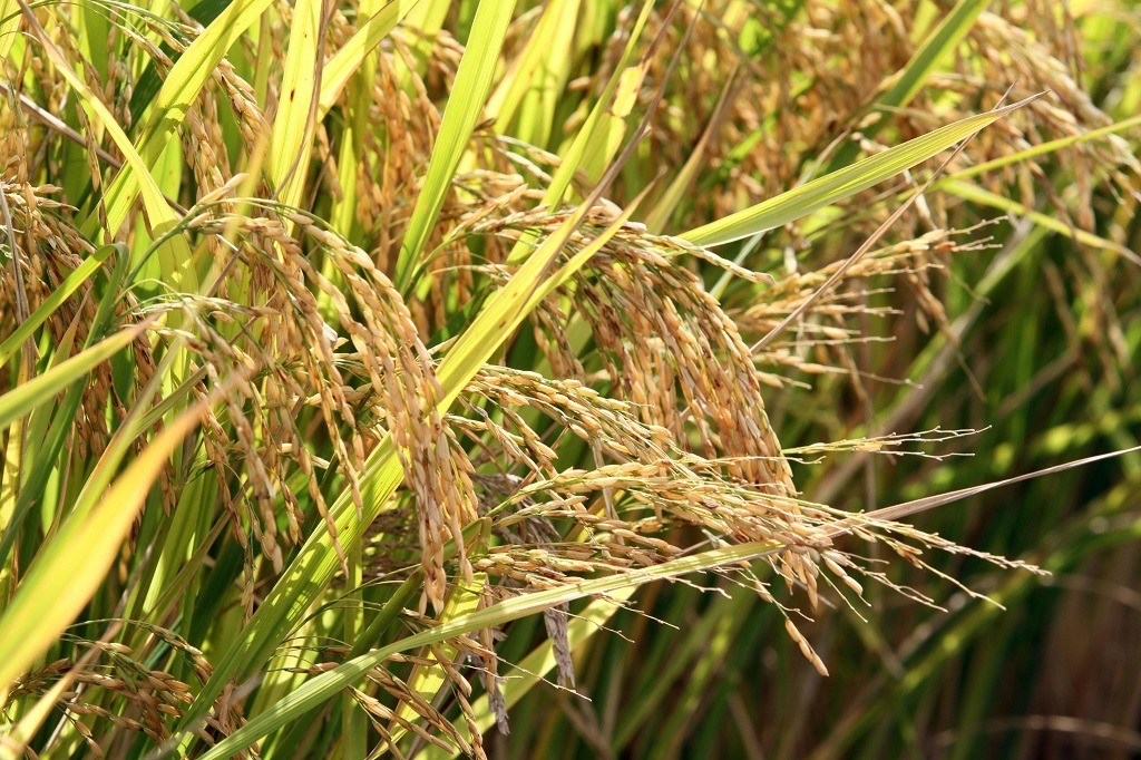 Pelotas sedia ato que retoma estoques públicos de arroz após 11 anos