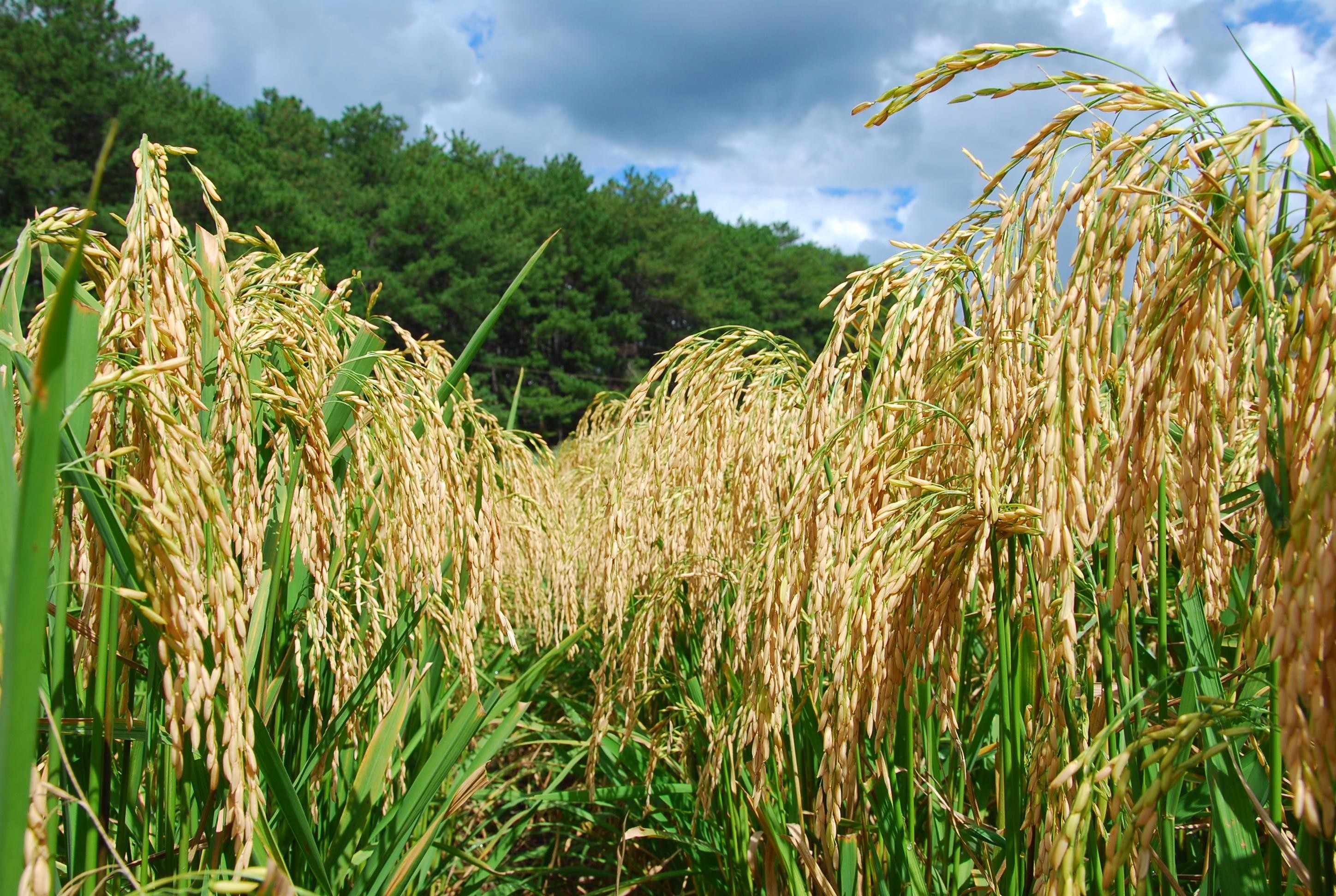 Conab negocia 109,2 mil toneladas de arroz em contratos de opção de venda