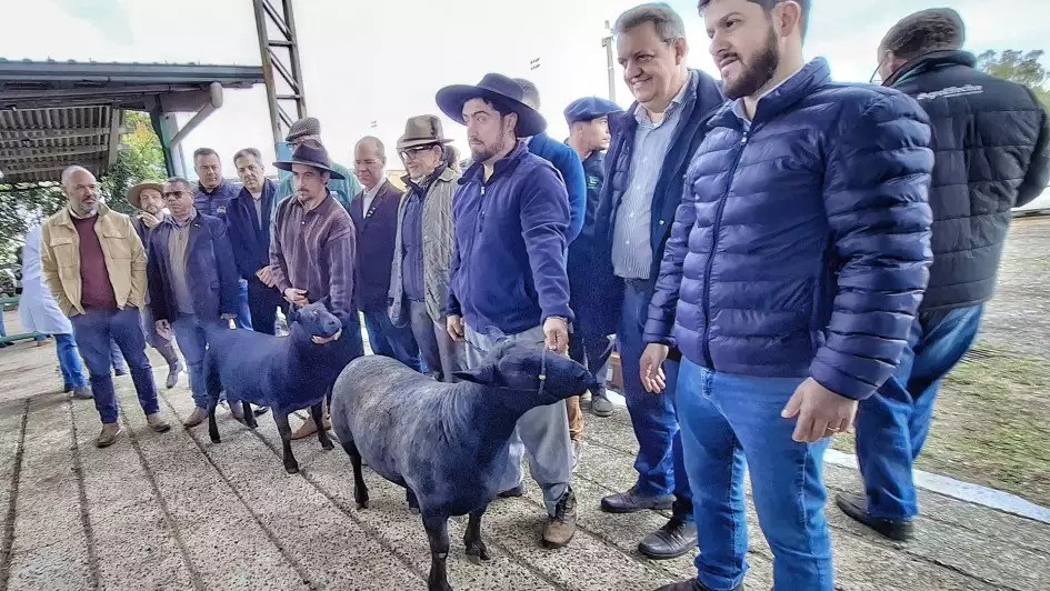 Ovinos inauguram chegada de animais na Expointer 2025