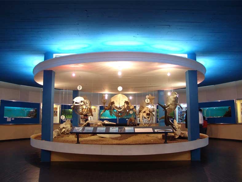 Museu Oceanográfico completa 72 anos e apresenta resultado de pesquisa de satisfação