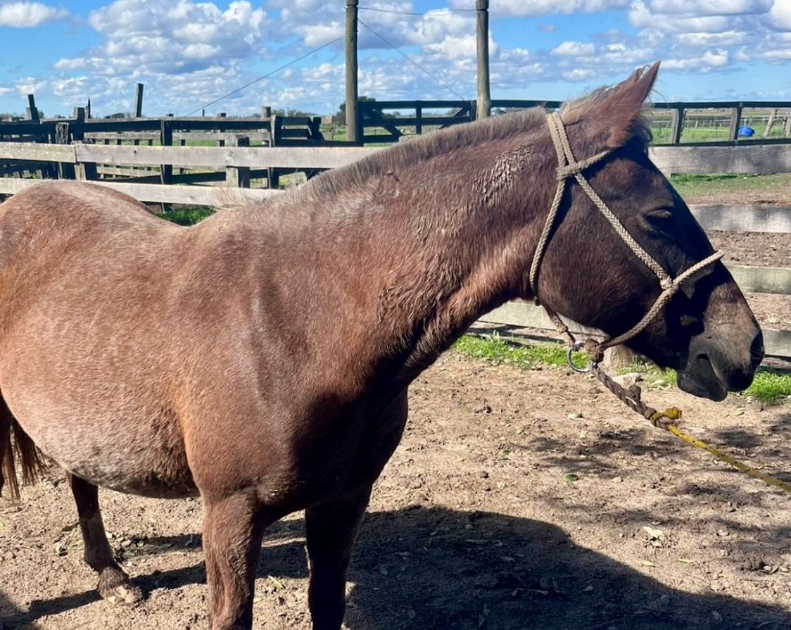 Núcleo de Combate ao Abigeato atua em caso de furto de éguas em Rio Grande