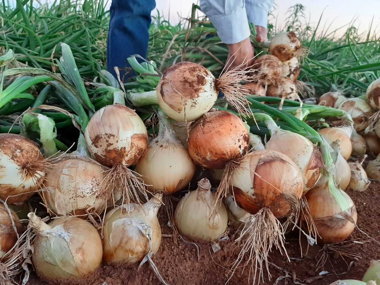 São José do Norte realiza a 11ª Abertura da Colheita da Cebola no dia 23 de outubro