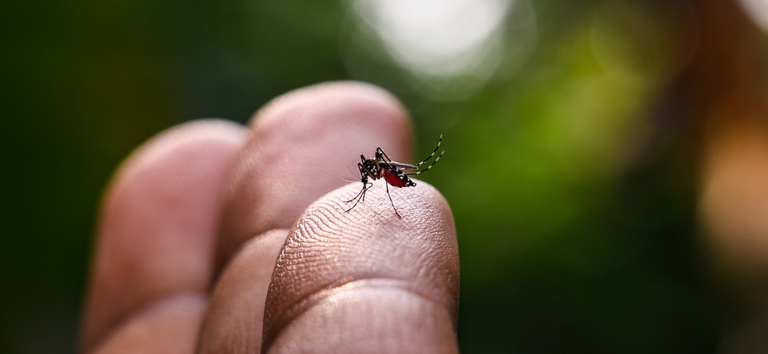 Rio Grande registra 15 casos positivos de dengue e 416 focos do mosquito transmissor