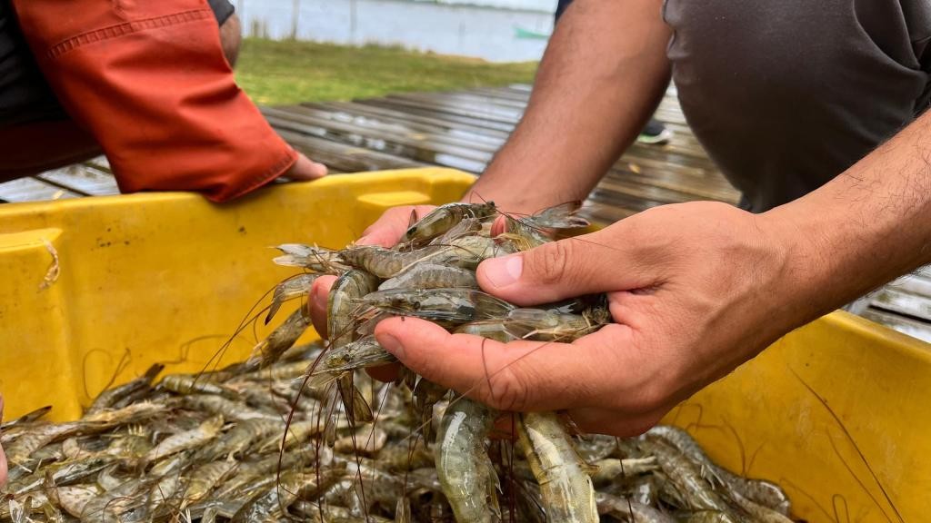 Prefeita sanciona lei que cria a Política da Pesca e Aquicultura do Rio Grande
