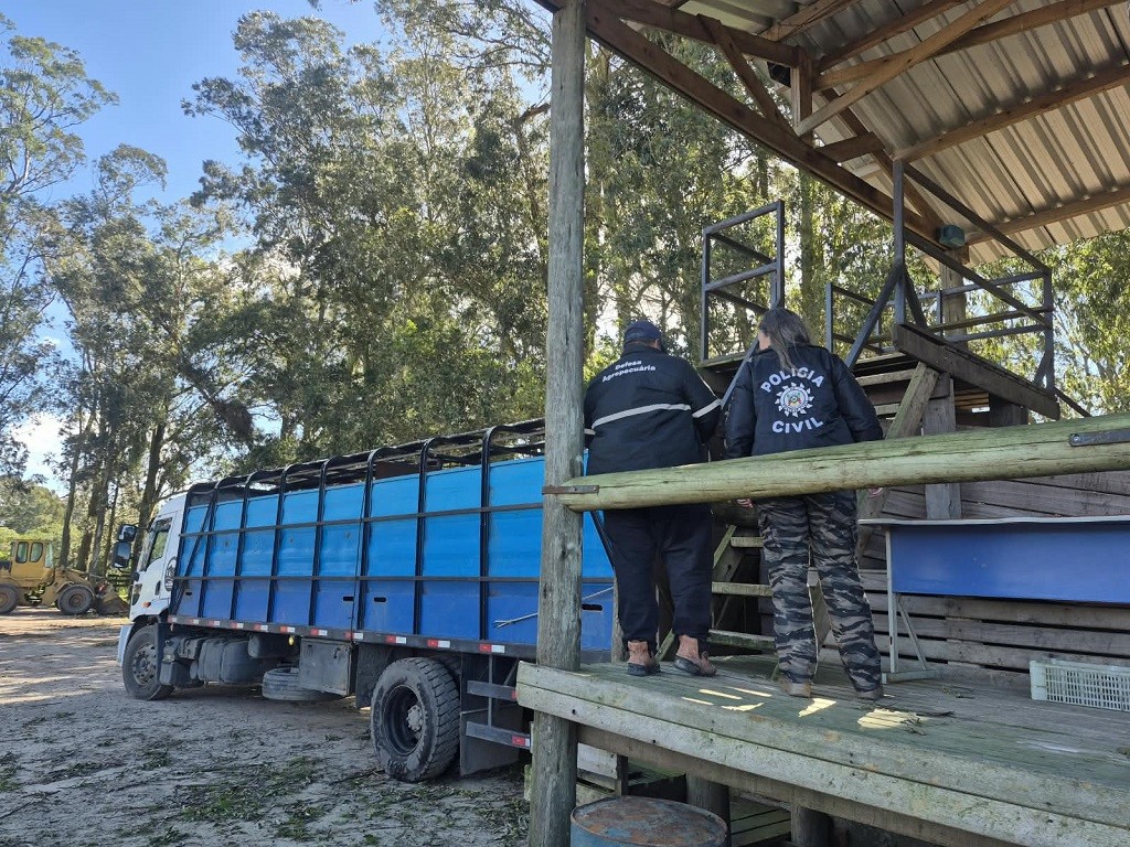 Após investigação, DECRAB recupera oito bovinos furtados em Rio Grande