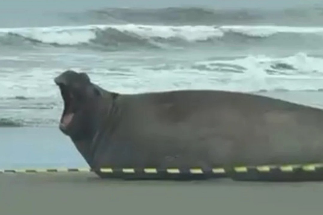 Elefante-marinho descansa na beira da Praia do Cassino