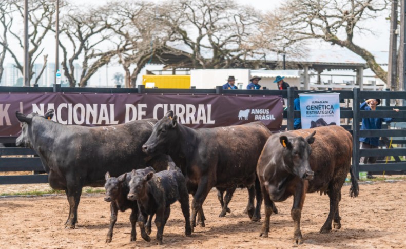 Vendas de animais na 100ª Expofeira superam R$ 2 milhões