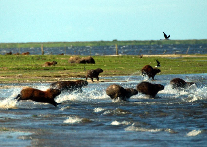 Estação Ecológica do Taim é reaberta após controle de gripe aviária