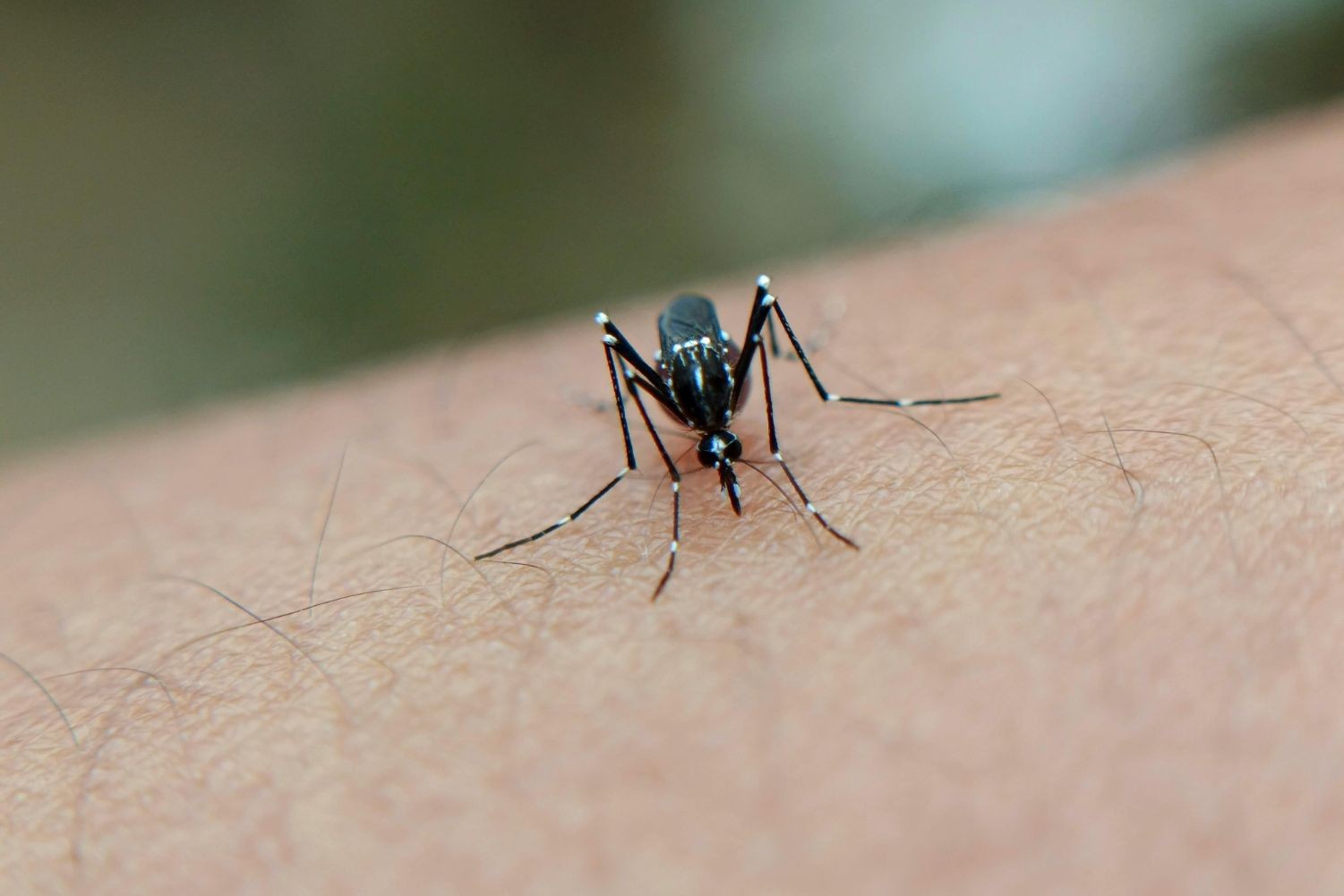 Rio Grande registra aumento de focos do Aedes aegypti e confirma primeiro caso local de dengue