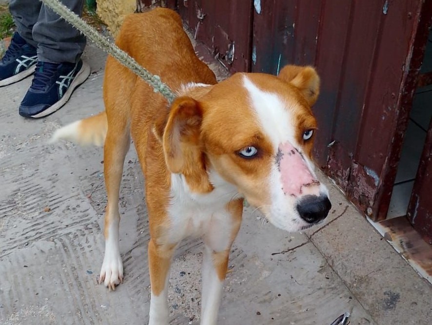 Mulher é presa por maus-tratos a animais durante ação policial em Rio Grande