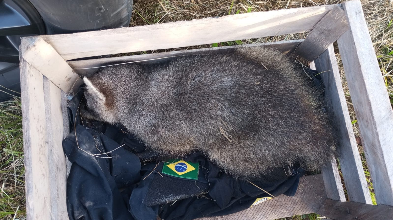 PRF realiza resgate de animal silvestre às margens da BR-471