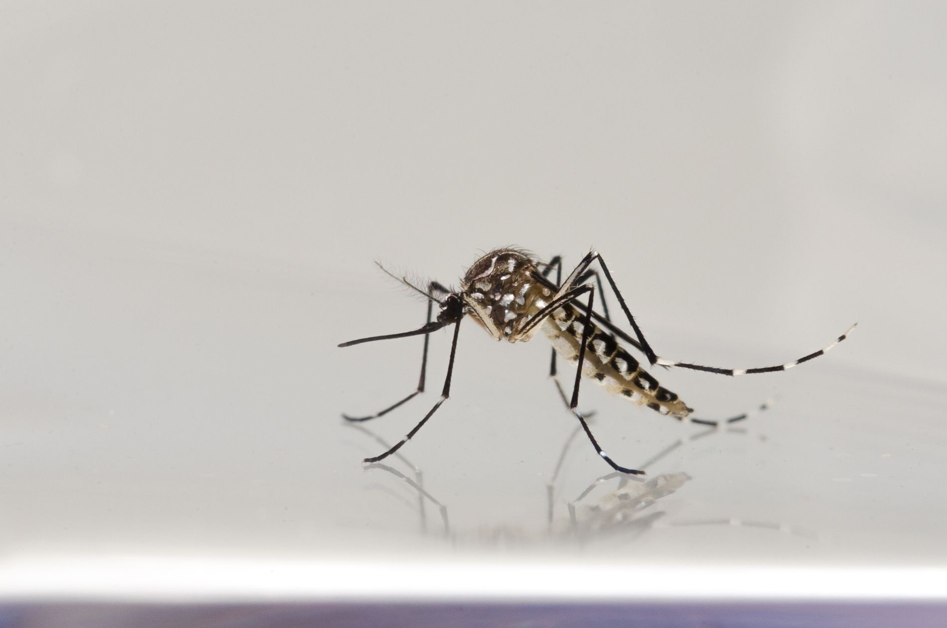 Segunda morte por dengue no RS é confirmada pela Vigilância em Saúde