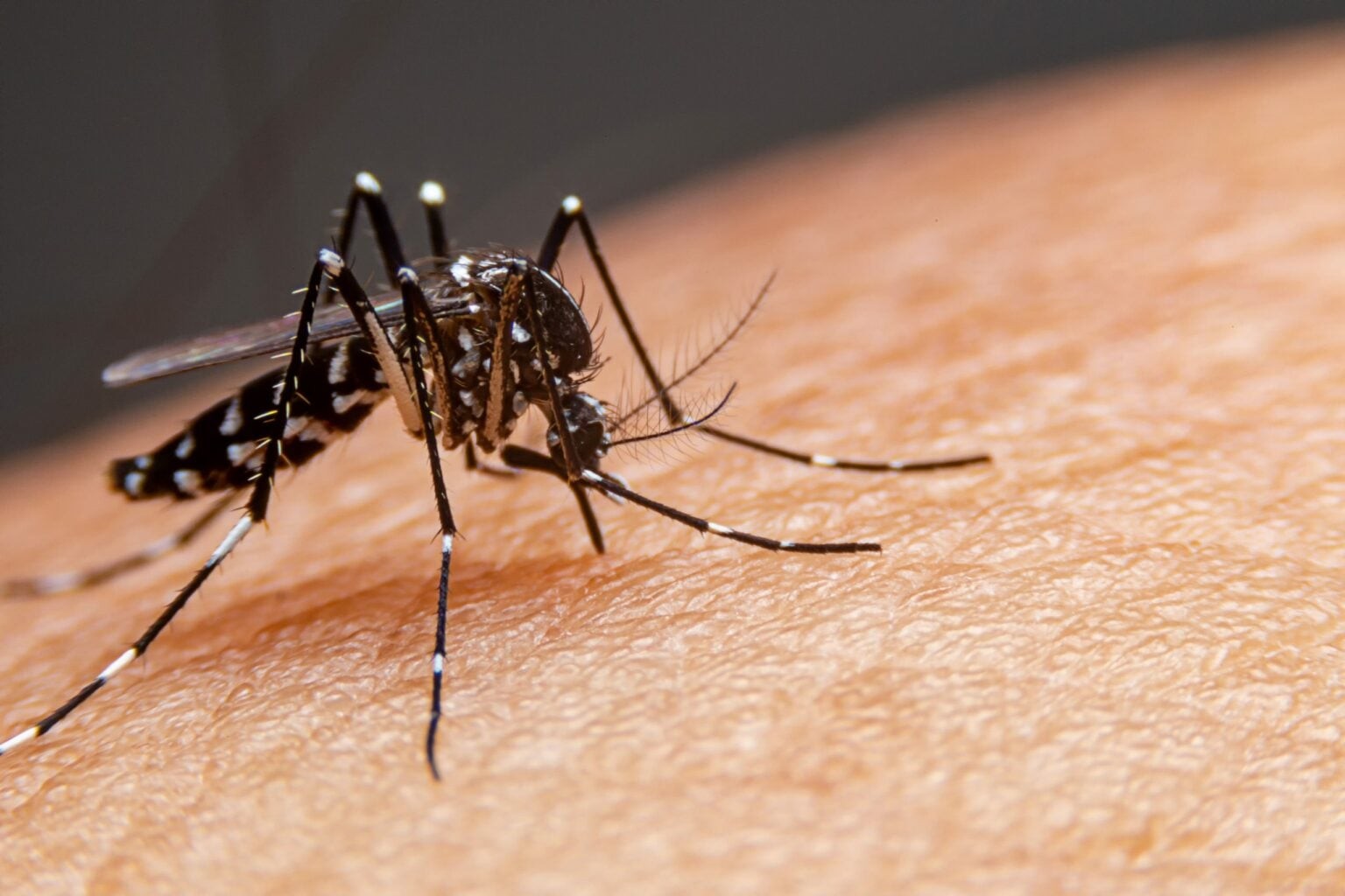 Rio Grande soma 616 focos do Aedes aegypti em 2026; Centro concentra maior número de registros