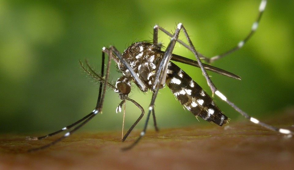 Rio Grande registra aumento de 36% nos focos do Aedes aegypti em 2026