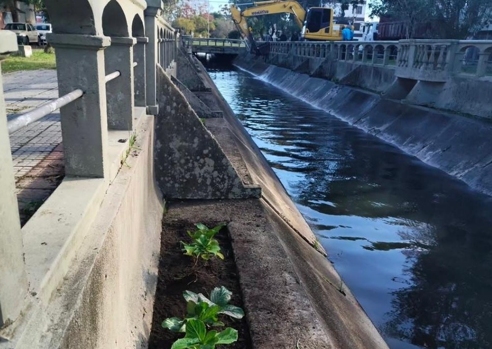 Canalete da Major Carlos Pinto recebe manutenção e novo paisagismo com hortênsias