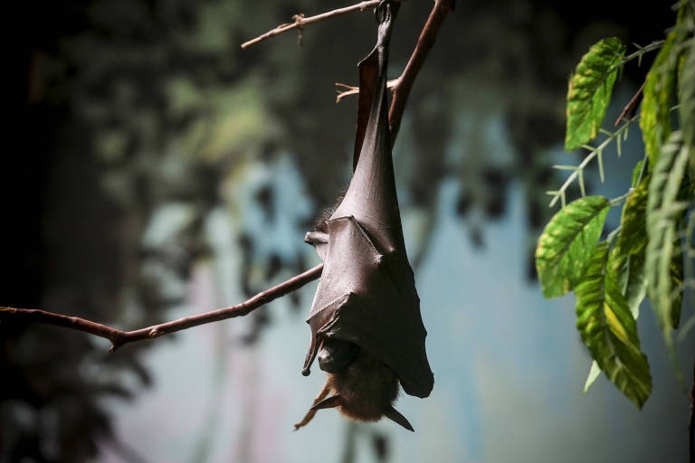 Vigilância Ambiental reforça monitoramento após confirmação de morcego com raiva na Ilha da Torotama