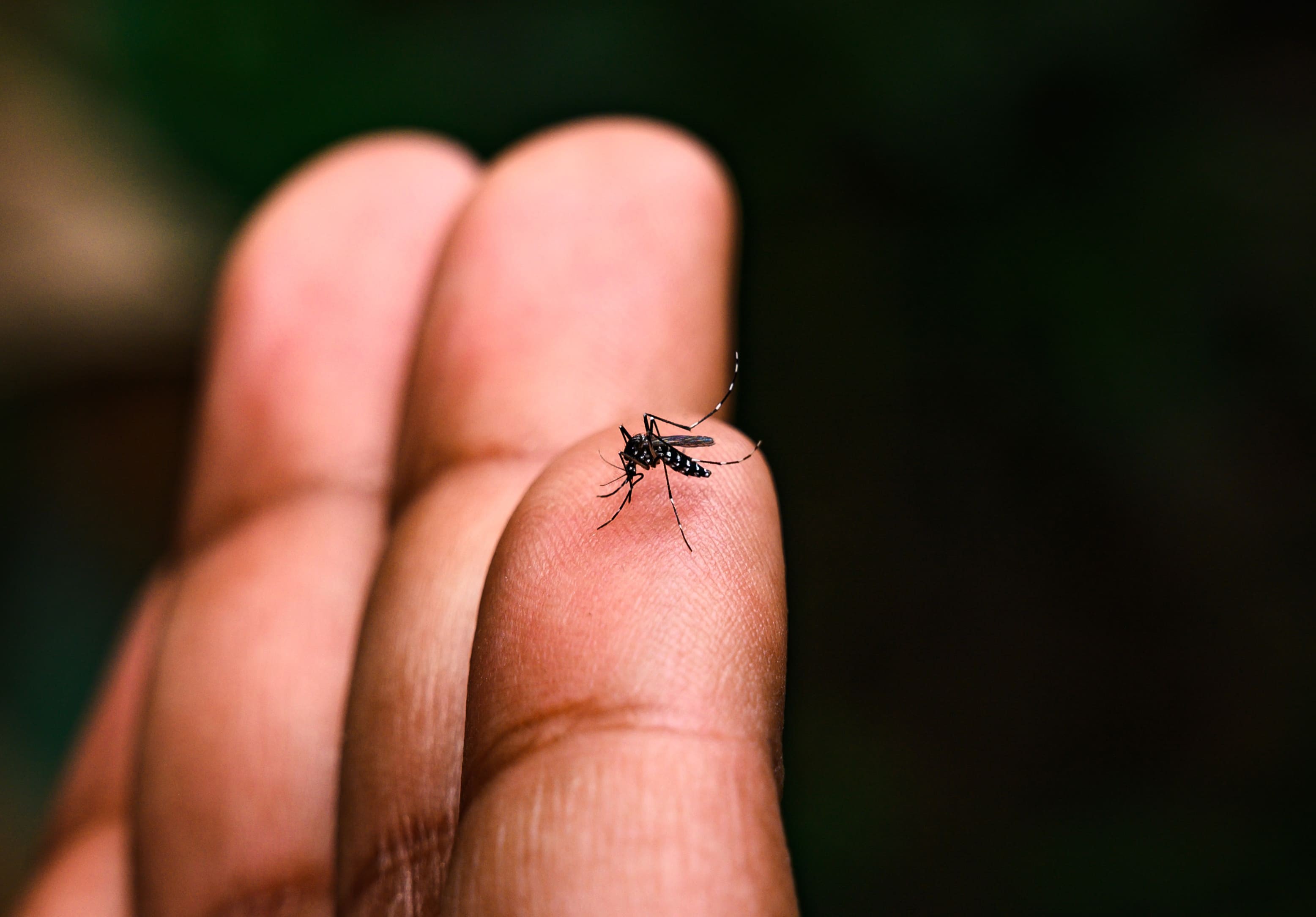 Rio Grande registra 661 focos do Aedes aegypti e supera em 42% o número do ano passado