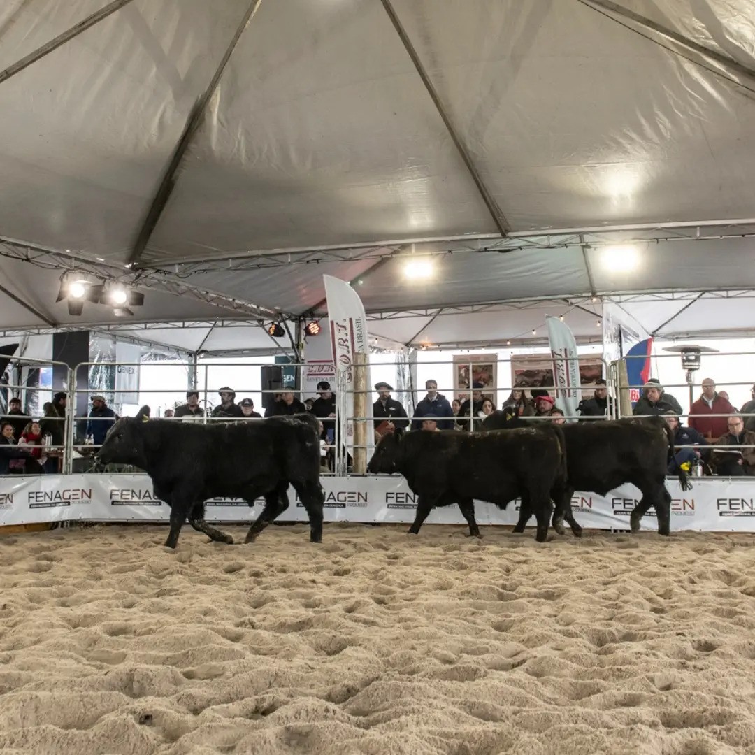 Principal evento de avaliação genética do sul do país, 3ª edição da FENAGEN começou nessa quarta, em Pelotas