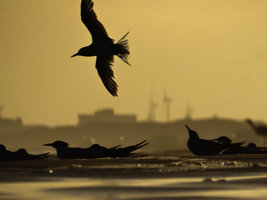 Concurso Fotográfico Junho Sustentável divulga vencedores de 2026