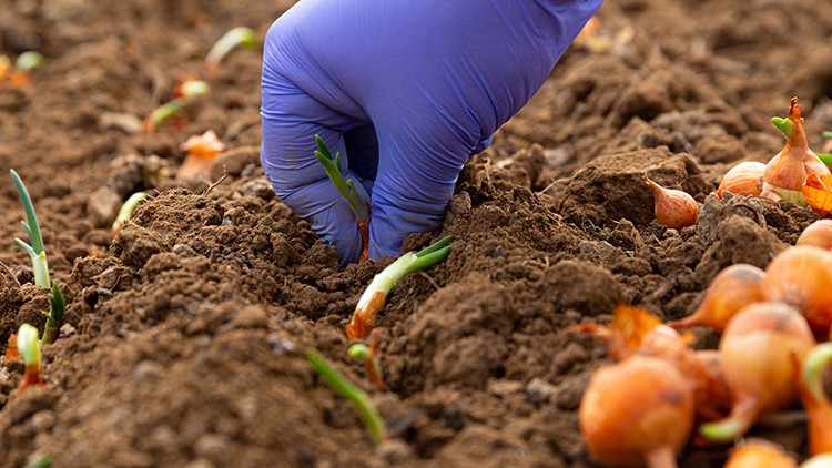 São José do Norte celebra o Dia do Agricultor e do Pescador no dia 29 de julho