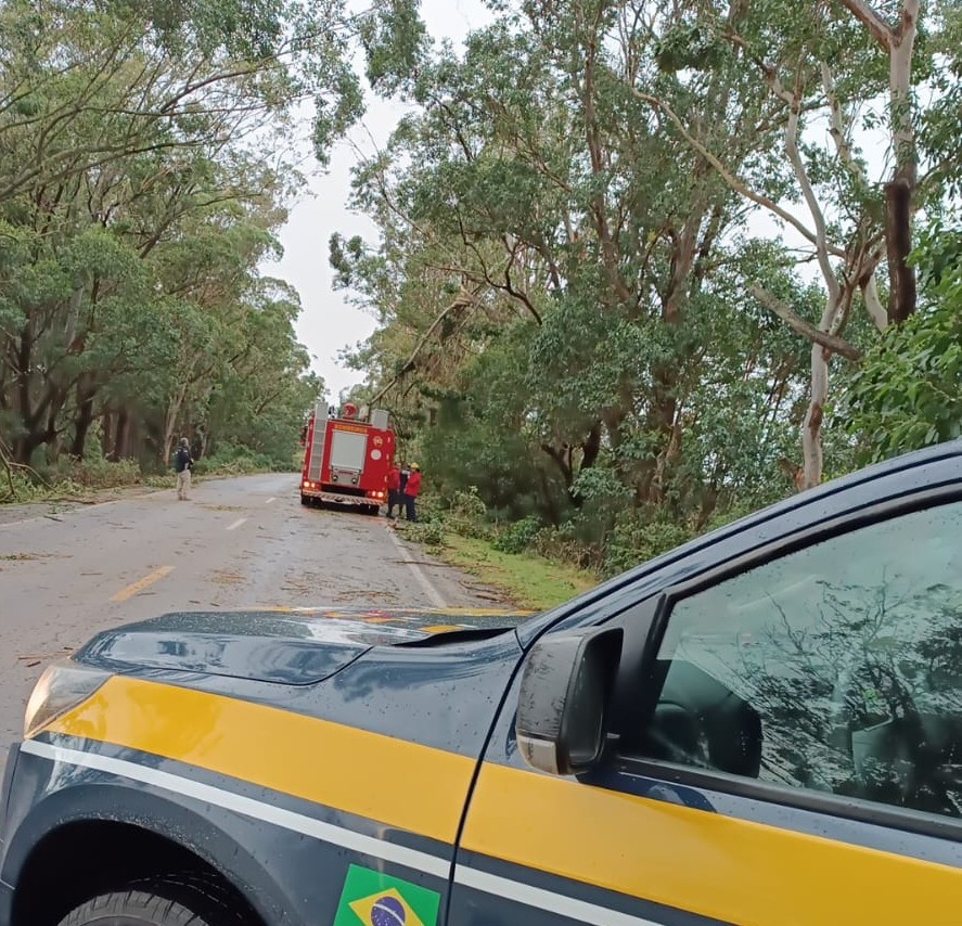 Temporal provoca queda de árvores e bloqueio parcial da BR-471 em Rio Grande