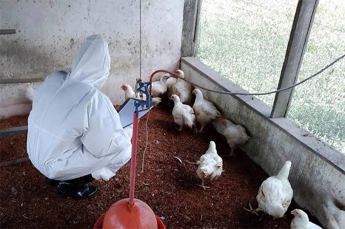 RS confirma primeiro caso de gripe aviária em aves de subsistência em Coqueiros do Sul