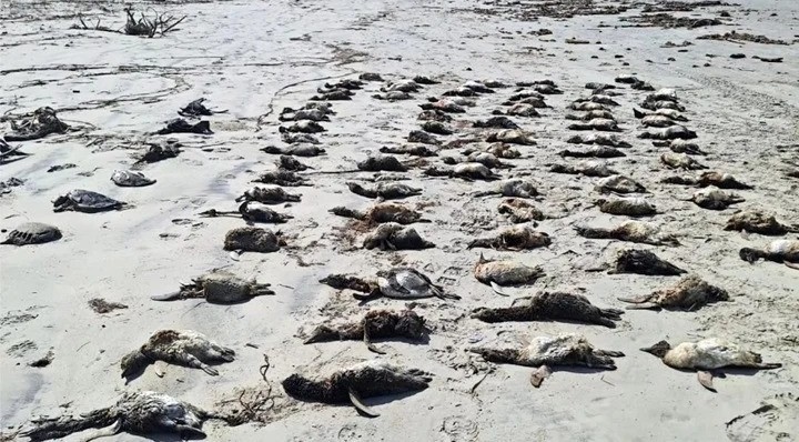 Monitoramento contabiliza a localização de mais de mil pinguins mortos desde dezembro do ano passado