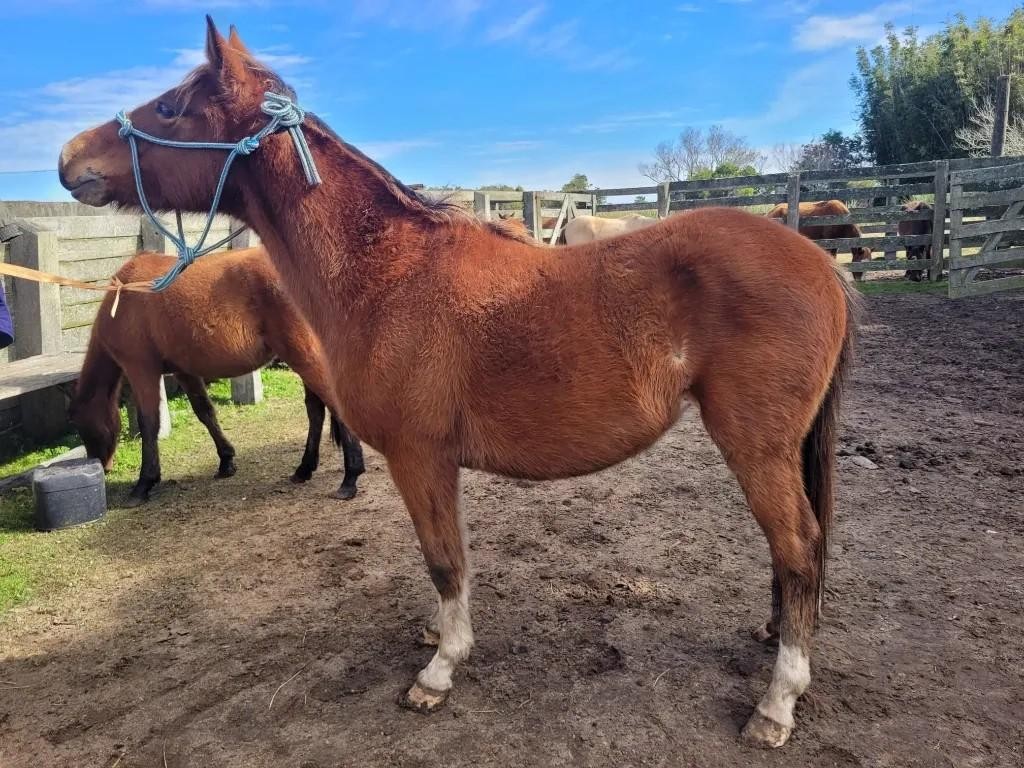 Prefeitura do Rio Grande disponibiliza catálogo para adoção de animais