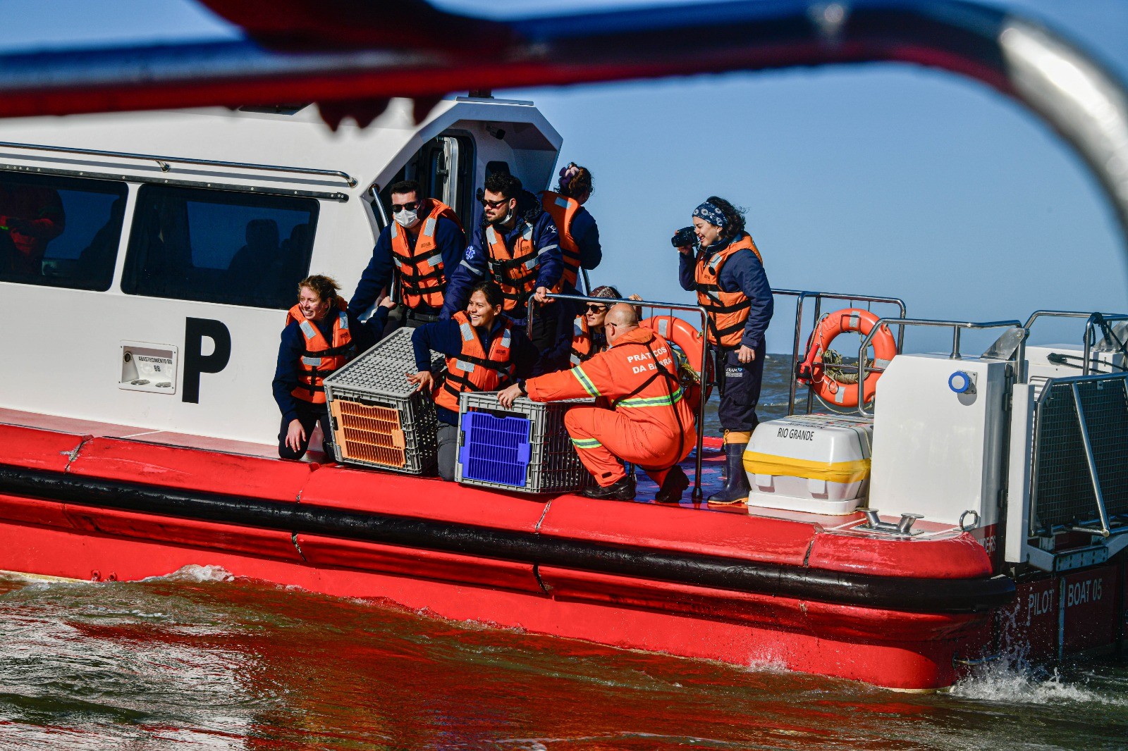 Cram devolve ao mar 16 pinguins-de-Magalhães recuperados após contaminação por óleo