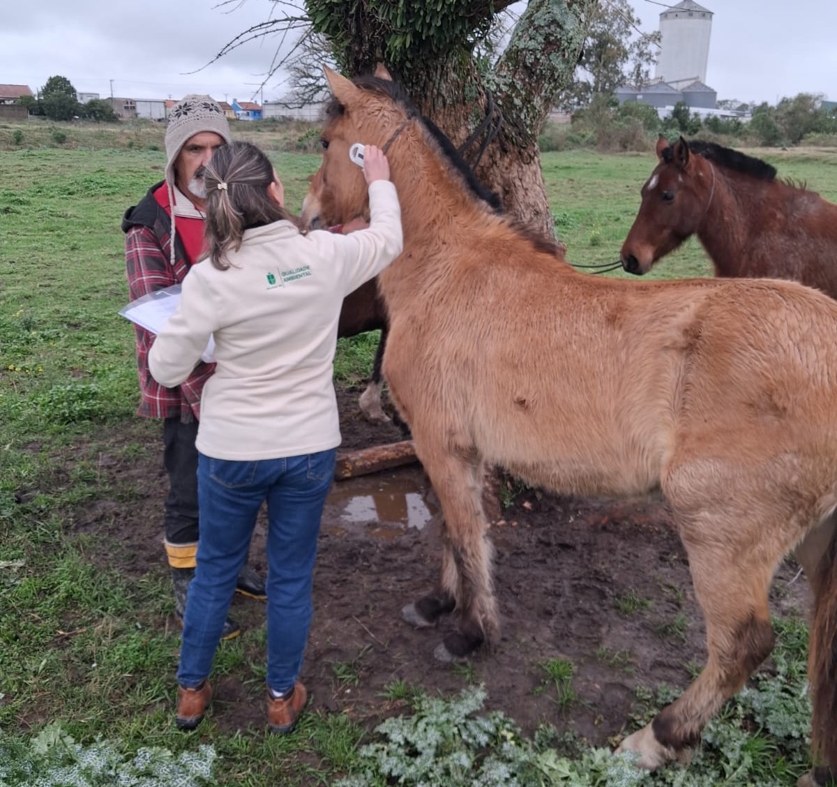 Prefeitura de Pelotas vistoria cavalos doados pela hospedaria de grandes animais
