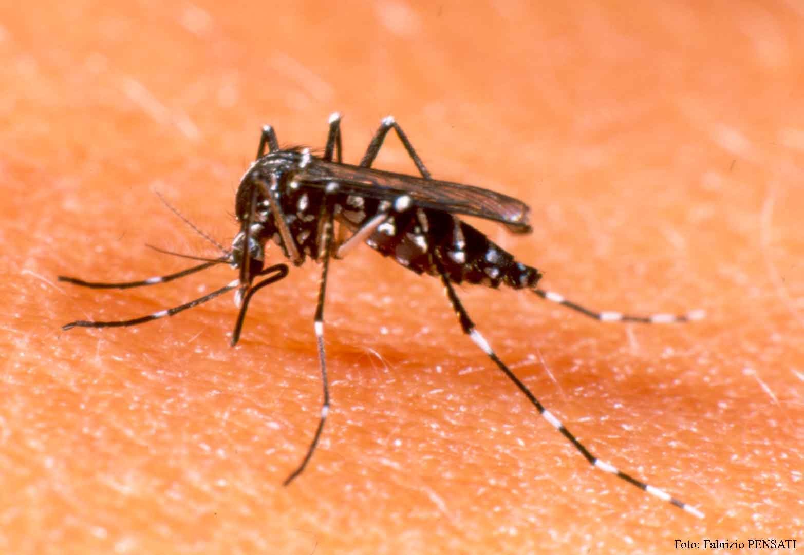 Rio Grande não tem novos registros de dengue