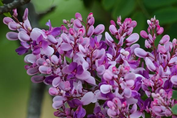 Primavera começou hoje e terá chuvas atípicas