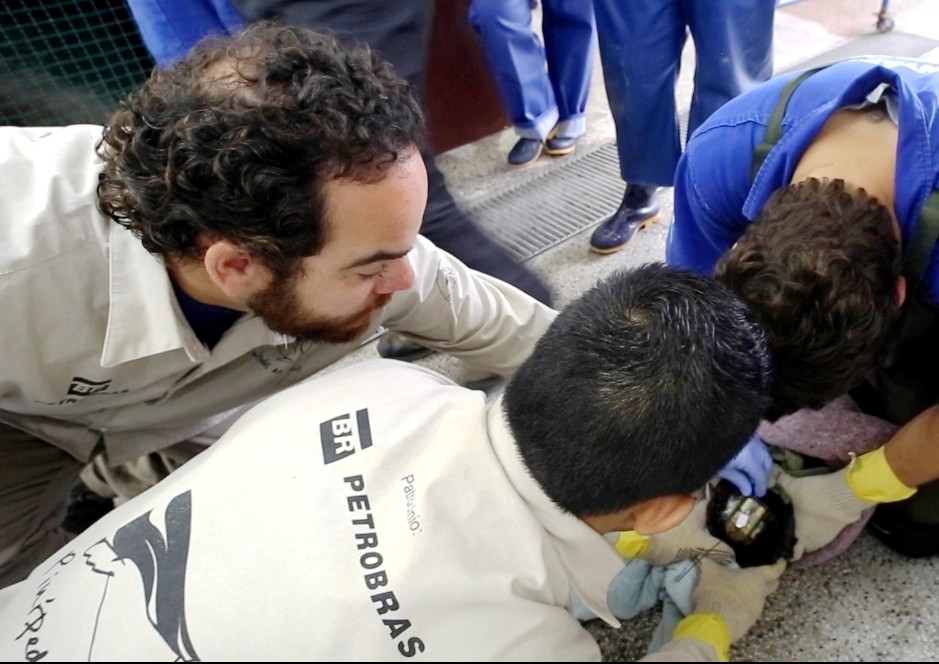 Lobos-marinhos receberam ontem transmissores por satélite em Rio Grande