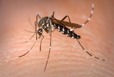 Exames para detecção de dengue e chikungunya passam a ter cobertura obrigatória