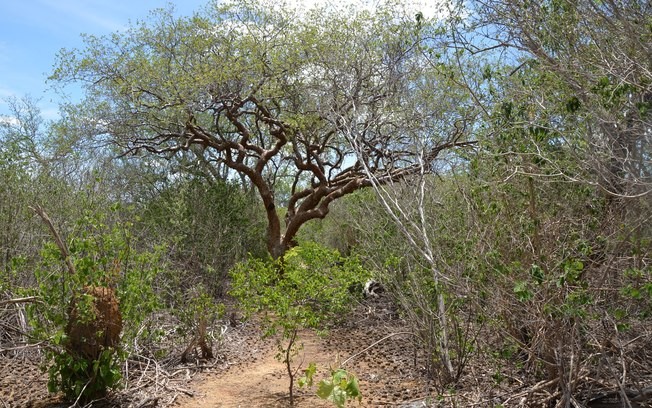 Plantas da Caatinga podem ajudar a combater Aedes aegypti
